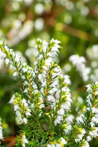 Erica darl. 'White Perfection' - 1.5 Ltr pot - image 5