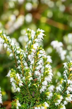Erica darl. 'White Perfection' - P9 - image 5