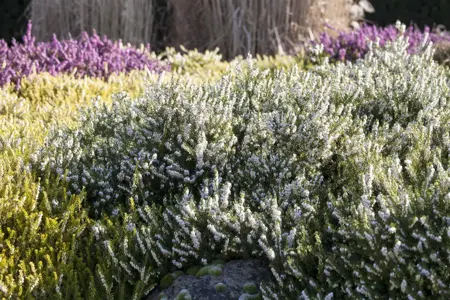 Erica darl. 'White Perfection' - 1.5 Ltr pot - image 2