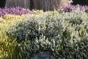 Erica darl. 'White Perfection' - 1.5 Ltr pot - image 2