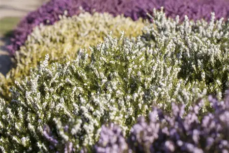 Erica darl. 'White Perfection' - 5 Ltr pot - image 4
