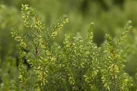 Erica darl. 'White Perfection' - 15-20 CM RB - image 1