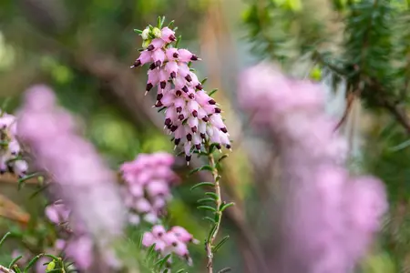 Erica darl. 'Winter Surprise' - P10.5 - image 1