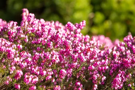 Erica darl. 'Winter Surprise' - P10.5 - image 2