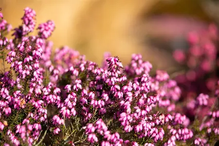 Erica darl. 'Winter Surprise' - P10.5 - image 3