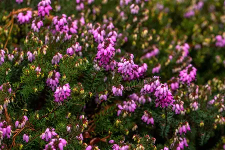 Erica darl. 'Winter Surprise' - P10.5 - image 4