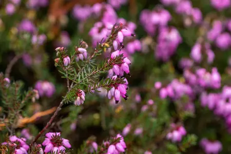 Erica darl. 'Winter Surprise' - P10.5 - image 5