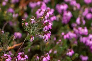 Erica darl. 'Winter Surprise' - P10.5 - image 5