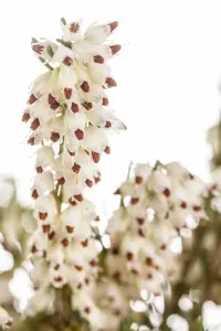 Erica darleyensis trio - 3 Ltr pot - image 2