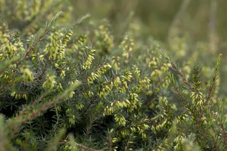 Erica darleyensis trio - 3 Ltr pot - image 1
