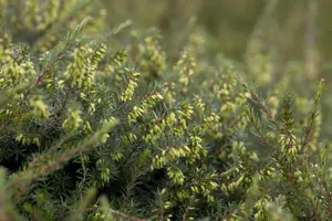 Erica darleyensis trio