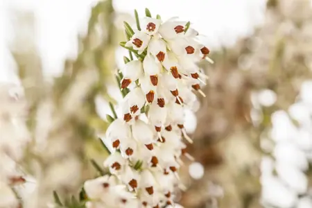 Erica darleyensis trio - 3 Ltr pot - image 3