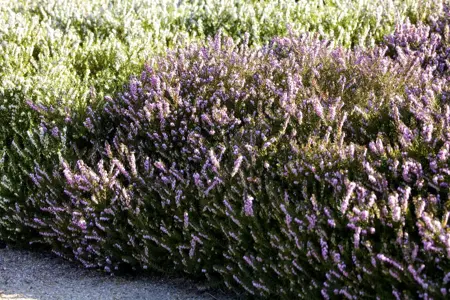 Erica darleyensis trio - 3 Ltr pot - image 4