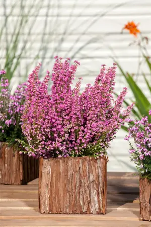 Erica tetralix - 1.5 Ltr pot - image 3