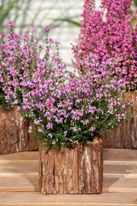 Erica tetralix - 1.5 Ltr pot - image 4