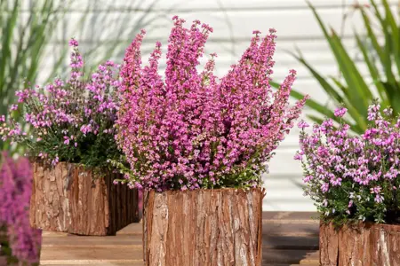 Erica tetralix - 1.5 Ltr pot - image 2