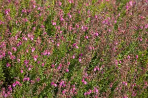 Erica tetralix