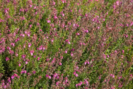 Erica tetralix - P12 - image 1