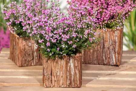 Erica tetralix - P12 - image 5