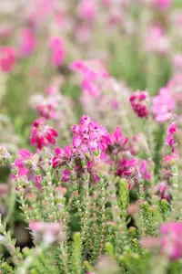 Erica tetralix 'Con Underwood' - 1.5 Ltr pot - image 3