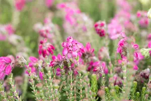 Erica tetralix 'Con Underwood' - 1.5 Ltr pot - image 4