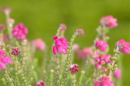 Erica tetralix 'Con Underwood' - 1.5 Ltr pot - image 1