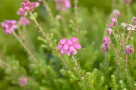 Erica tetralix 'Con Underwood' - P9 - image 2