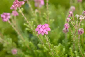 Erica tetralix 'Con Underwood' - P9 - image 2