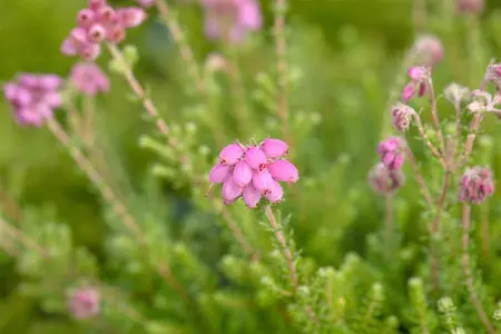 Erica tetralix 'Con Underwood' - 1.5 Ltr pot - image 2