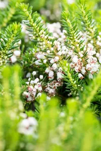 Erica vagans 'Alba' - P9 - image 5