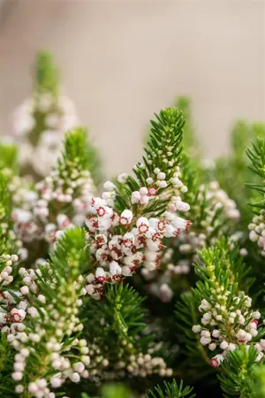 Erica vagans 'Alba' - P9 - image 3