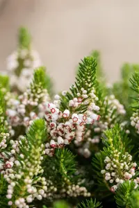 Erica vagans 'Alba' - P9 - image 3