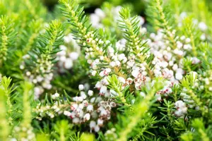 Erica vagans 'Alba' - P9 - image 4