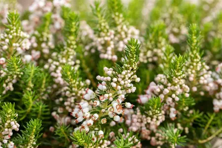 Erica vagans 'Alba' - P9 - image 1