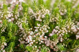 Erica vagans 'Alba'