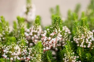 Erica vagans 'Alba' - P9 - image 2