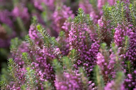 Erica vagans 'Mrs D.F. Maxwell' - P9 - image 1
