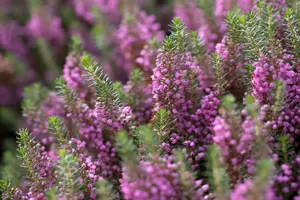 Erica vagans 'Mrs D.F. Maxwell'