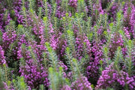 Erica vagans 'Mrs D.F. Maxwell' - P9 - image 2