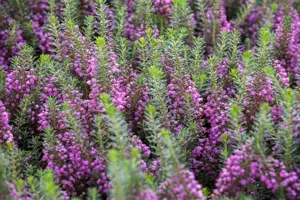 Erica vagans 'Mrs D.F. Maxwell' - P9 - image 2