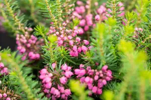 Erica vagans 'Mrs D.F. Maxwell' - P9 - image 3