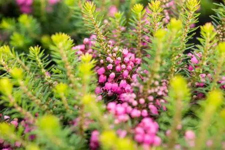Erica vagans 'Mrs D.F. Maxwell' - P9 - image 4