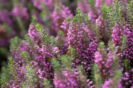 Erica vagans 'Mrs D.F. Maxwell' - P12 - image 1
