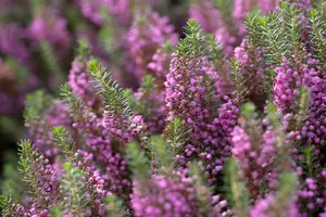 Erica vagans 'Mrs D.F. Maxwell' - P12 - image 4