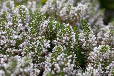 Erica vagans 'Pyrenees Pink' - P12