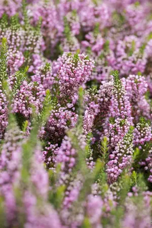 Erica vagans 'St Keverne' - P9 - image 2