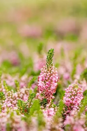 Erica vagans 'St Keverne' - P9 - image 5