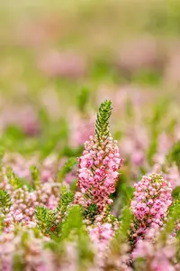 Erica vagans 'St Keverne' - P9 - image 5