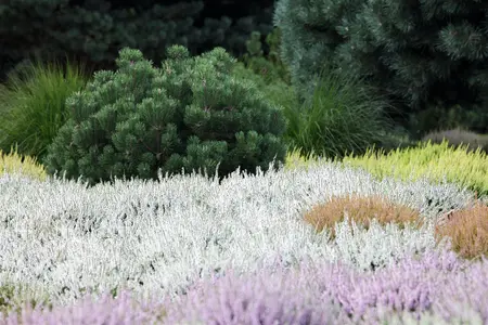 Erica vagans 'St Keverne' - P9 - image 1