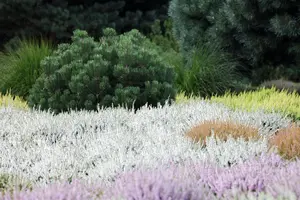Erica vagans 'St Keverne'